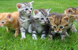 Cute Kittens