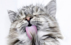 Cat Screen Cleaner