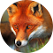 Plugin Icon