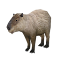 capy