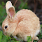 Bunny My News