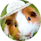 Plugin Icon