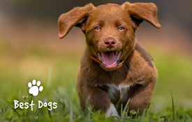 Wallpaper Dogs &amp; Puppies New Tab