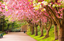 Spring Wallpaper