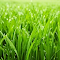 Touch Grass