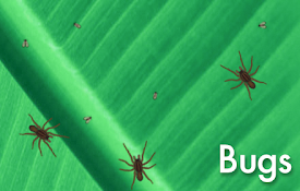 Bug