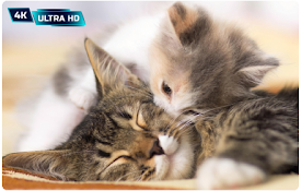 Cats and Kittens HD Wallpaper New Tab
