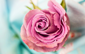 Flower Wallpaper