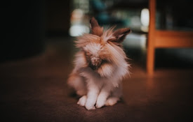 Cute Bunnies