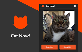 Cat Now