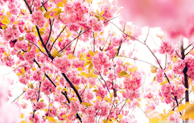 Cherry Blossom Wallpaper New Tab