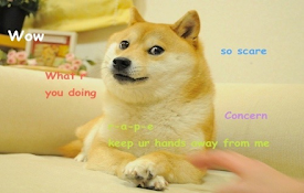 Doge Pricer