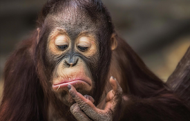 Monkey Wallpaper