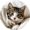 Plugin Icon