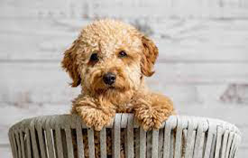Dog Cuties