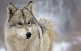 Wolf Wallpaper New Tab