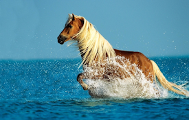 Horse Wallpaper