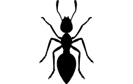 AntsOnScreen