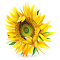 Helianthus.annuus