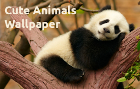 Cute Animals Wallpaper