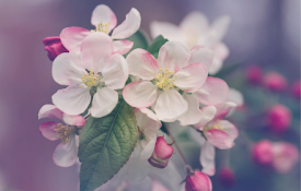 Flower Finder
