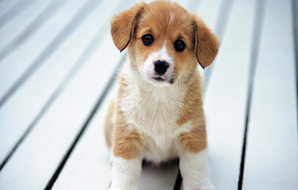 Cute Dogs &amp; Puppies Wallpaper