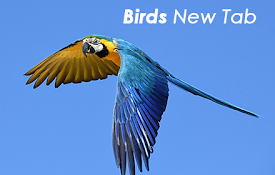 Birds New Tab Wallpapers