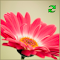 Images Reloader