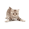 Cat Cursor