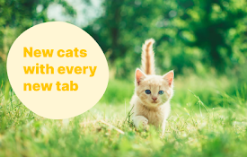 Tabby Cat - New cats with each new tab