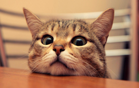 Cute Cats &amp; Kittens Wallpaper