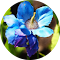 Plugin Icon